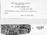 Lecanora carpinea image